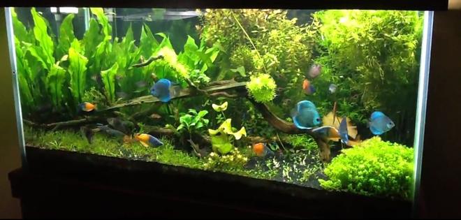 120 gallons planted tank (mostly live plants and fish) - 120 gallon fish tank
