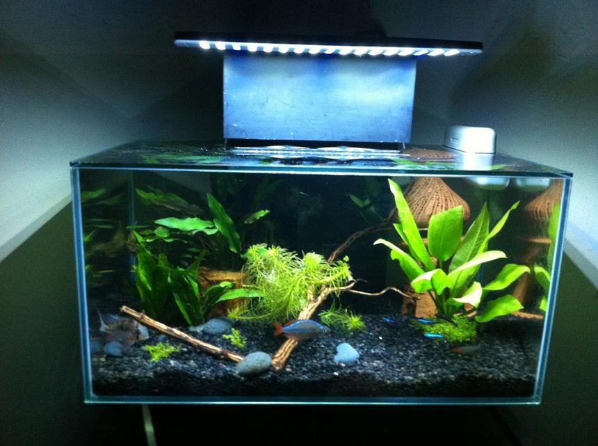 Rated #68: 6 Gallons Freshwater Fish Tank - Fluval edge After Led Mod