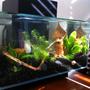 fish tank picture - In The sun Light