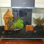 6 gallons freshwater fish tank (mostly fish and non-living decorations) - before light mod