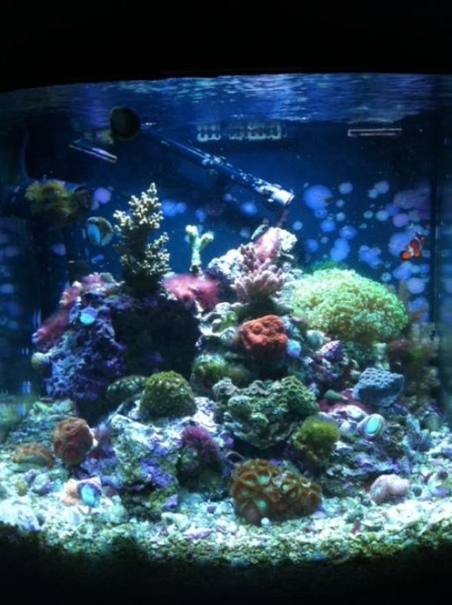 90 gallons reef tank (mostly live coral and fish) - 28g jbj nano cube HQI