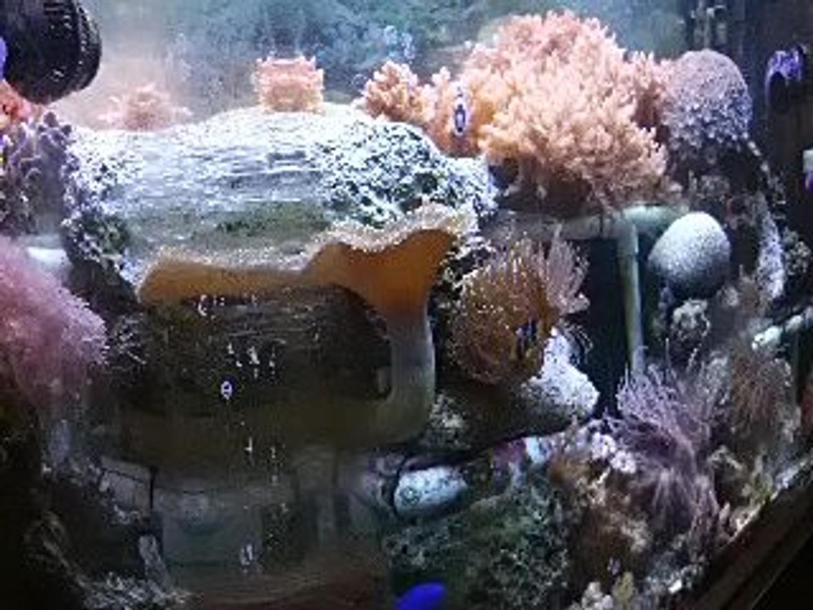 70 gallons reef tank (mostly live coral and fish) - Need suggestions please