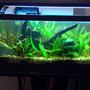 30 gallons freshwater fish tank (mostly fish and non-living decorations) - My 15 gallon planted aquarium.