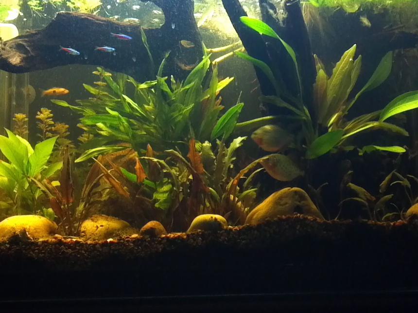 Rated #16: 30 Gallons Planted Tank - my 30 gallon planted piranha tank