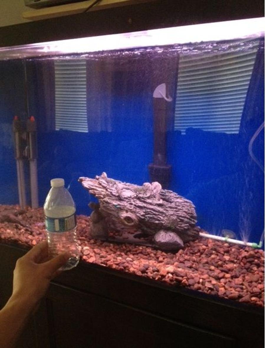 fish tank picture - I'm cycling right now