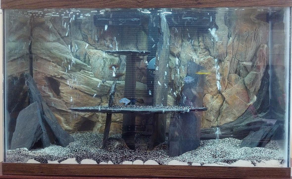 90 gallons freshwater fish tank (mostly fish and non-living decorations) - 30 Gallon Lake Malawi Cichlid Tank. Cant see the rustys and convicts. They are too small and blend in.