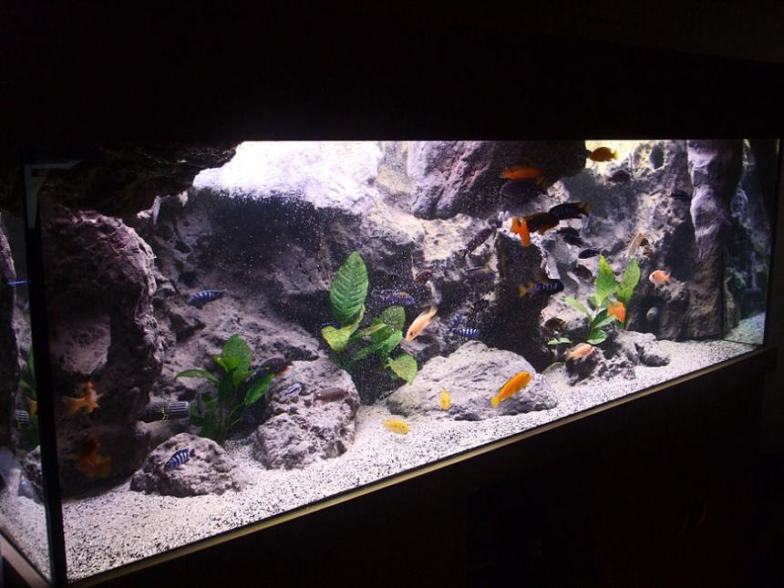 Rated #4: 170 Gallons Freshwater Fish Tank - Malawi setup