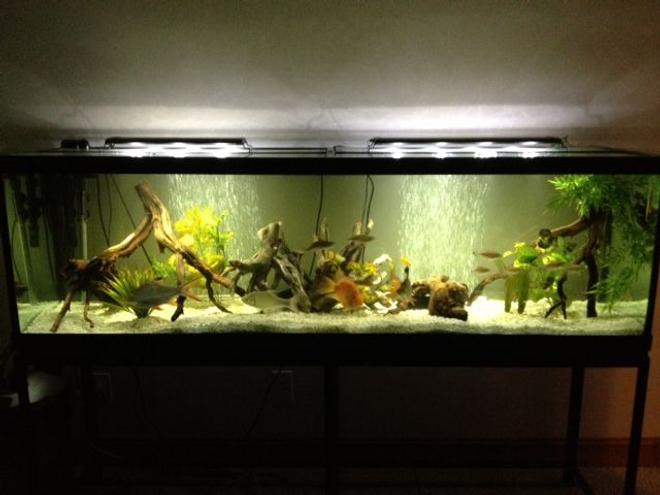 125 gallons freshwater fish tank (mostly fish and non-living decorations)