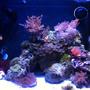 14 gallons reef tank (mostly live coral and fish) - Biocube 14