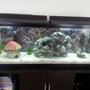 50 gallons freshwater fish tank (mostly fish and non-living decorations) - My new decorations