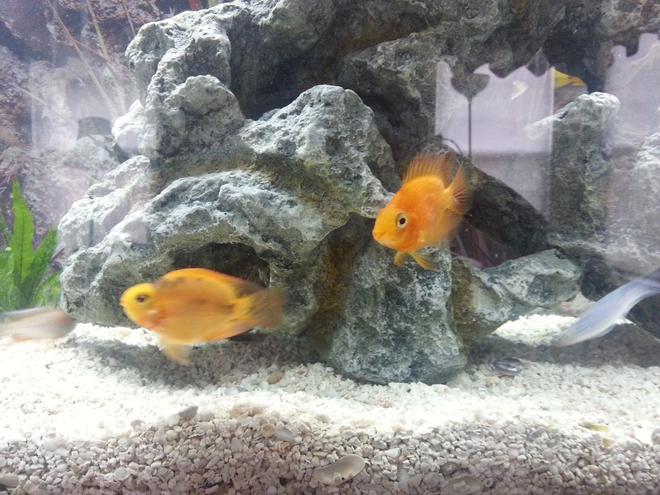 freshwater fish - heros severus x amphilophus citrinellum - blood parrot stocking in 50 gallons tank - My male and female parrot fish