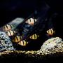 freshwater fish - puntius tetrazona - tiger barb stocking in 25 gallons tank - barbus tetrazona
