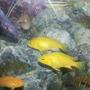 freshwater fish - neolamprologus leleupi - orange leleupi cichlid stocking in 50 gallons tank - My Fish