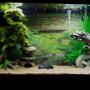 10 gallons freshwater fish tank (mostly fish and non-living decorations) - 10 Gallon Zen tank