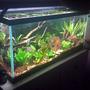 35 gallons planted tank (mostly live plants and fish) - my planted angelfish tank