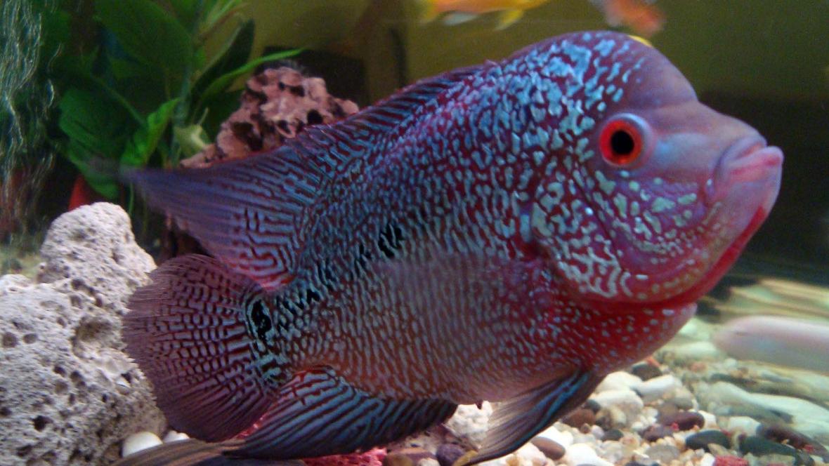 freshwater fish - cichlasoma sp. - flower horn cichlid stocking in 20 gallons tank - Flower horn with other Cichlids