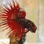 freshwater fish - betta splendens - crown tail betta stocking in 55 gallons tank - My Red Crowntail Beta