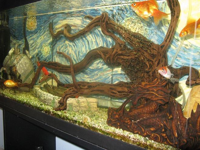 55 gallons freshwater fish tank (mostly fish and non-living decorations) - 55 gallon freshwater tank for goldfish