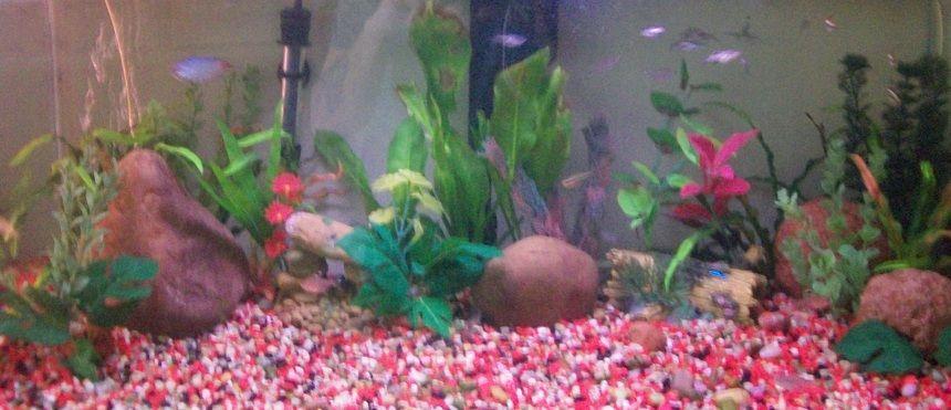 Rated #2923: 40 Gallons Freshwater Fish Tank