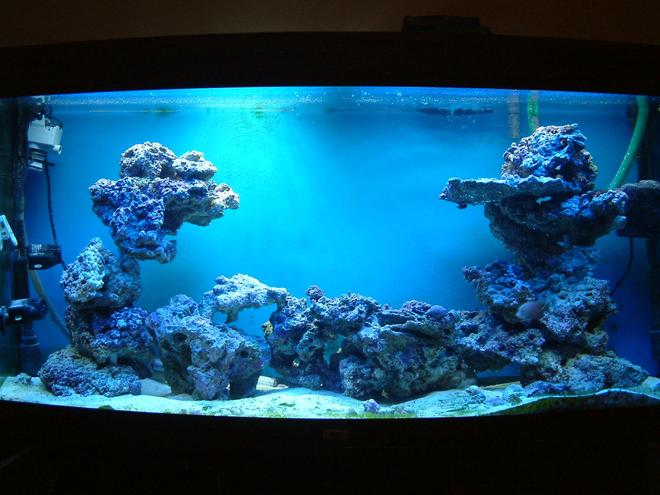 57 gallons saltwater fish tank (mostly fish, little/no live coral)
