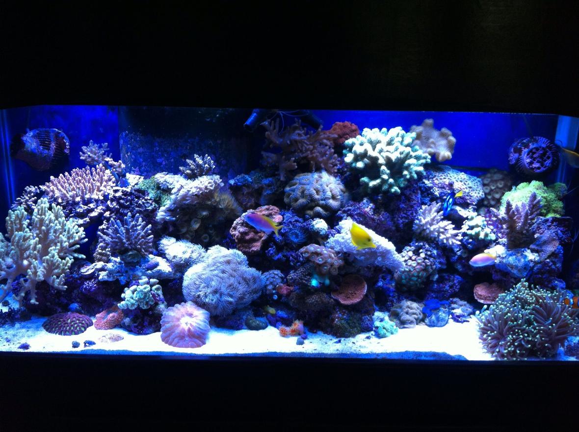 75 gallons reef tank (mostly live coral and fish) - 75 gallon mixed reef tank