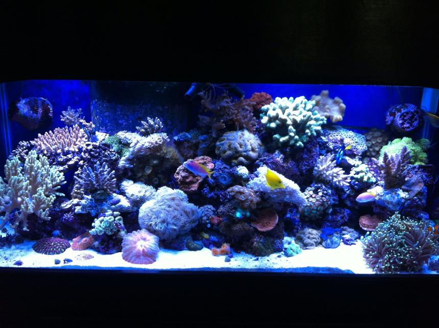 Rated #11: 75 Gallons Reef Tank - 75 gallon mixed reef tank