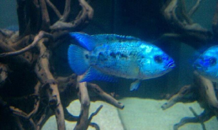 Rated #73: Freshwater Fish - Nandopsis Octofasciatum - Electric Blue Jack Dempsey ( Stocking In 75 Gallons Tank - My electric blue jack Dempsey.