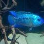 freshwater fish - nandopsis octofasciatum - electric blue jack dempsey ( stocking in 75 gallons tank - My electric blue jack Dempsey.