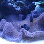 corals inverts - stichodactyla haddoni - carpet anemone stocking in 90 gallons tank - Purple Carpet and Midnight Clowns