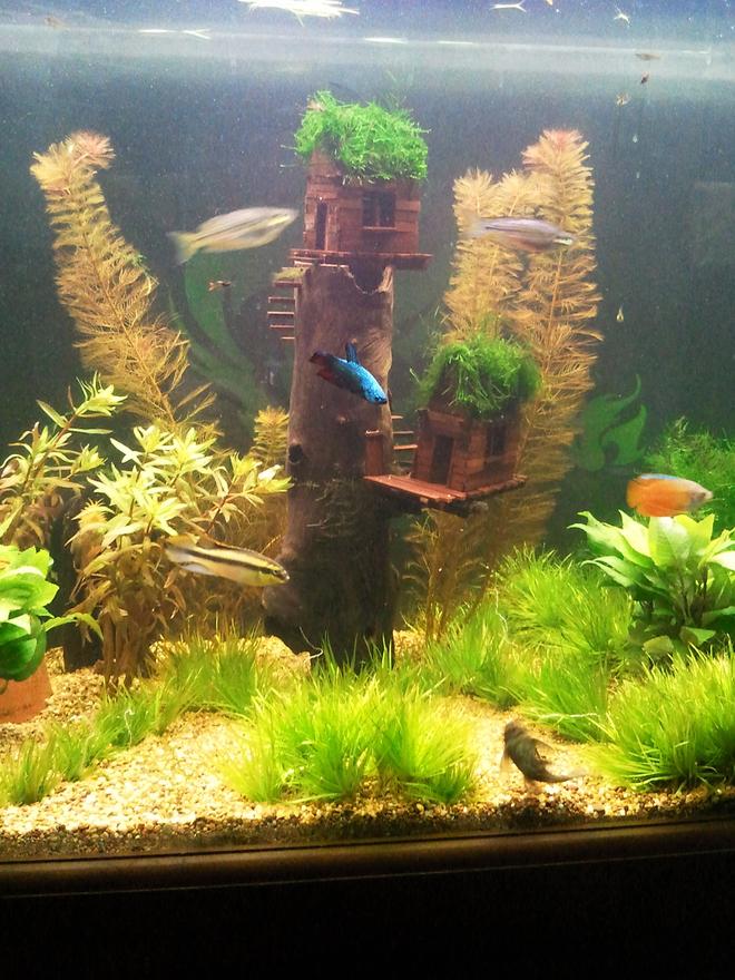 freshwater fish - pelvicachromis pulcher - kribensis cichlid stocking in 95 gallons tank - Not the best pic but it shows my
driftwood masterpiece that held up quite well actually.