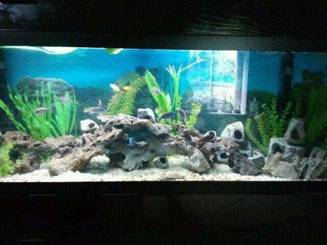 125 gallons freshwater fish tank (mostly fish and non-living decorations)
