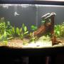 38 gallons planted tank (mostly live plants and fish) - newly setup coydoras tank.