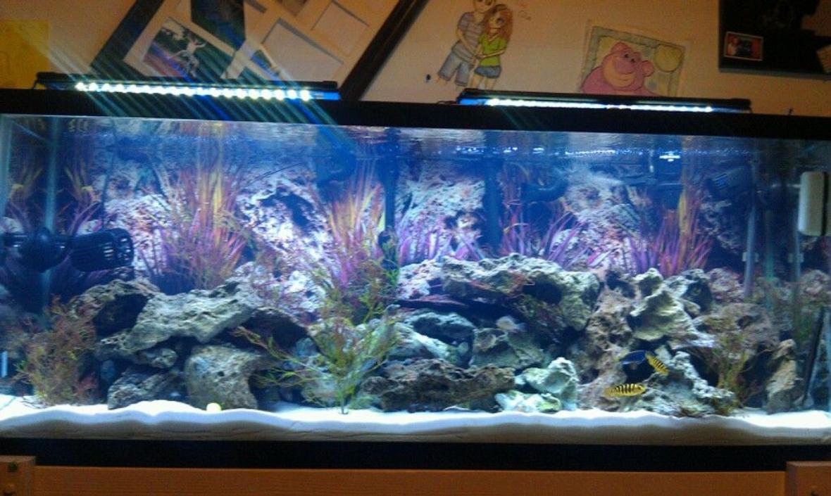 55 gallons freshwater fish tank (mostly fish and non-living decorations) - 3 ornament, 55 gallon tank, Stand (I built), Background, Pure white sand, Digital thermometer, 2 24 inch glass canopy, 2 marineland 24 inch led's, 48 inch double t5 fixture, Actinic bulb, 10k bulb, Extra color-max bulb, 950 circulation fan, 500 circulation fan, 30 powerhead, 80 gallon fluval heater, Marineland 100 gallon canister, 2 6 plug timers, Auto feeder, Lots of dead rock FISH: 1 Frontosa ciclid, 1 Black ghost knife, 1 African Leaf fish, 1 Dinosaur Bichir, 1 Ram ciclid, 3 kinds of Peacock ciclids, 3 electric blue ciclids, 4 electric yellow ciclids, 1 Afra ciclid, 2 Acei, 1 Angelica Boita, 2 Jack Dempsy, 2 African Featherfin catfish, 2 Black convicts (male and female), 1 rubber lip pleco, 1 Chinese algae eater, 2 Auratus ciclid (blue and yellow), 1 orange ciclid, 1Geophegus,peacock eel and moliro ciclid