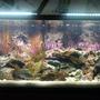 fish tank picture - 55 gallon