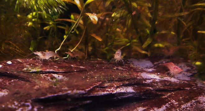 corals inverts - neocaridina denticulata sinensis - red cherry shrimp stocking in 3 gallons tank - March of the red cherry shrimp.