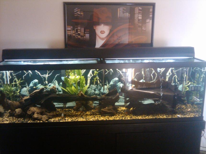Rated #101: 125 Gallons Freshwater Fish Tank - 125 gallon with 14 hybridpiranhas lots of large peice's of drif wood 1huge amazon sword.