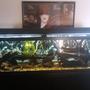 125 gallons freshwater fish tank (mostly fish and non-living decorations) - 125 gallon with 14 hybridpiranhas lots of large peice's of drif wood 1huge amazon sword.