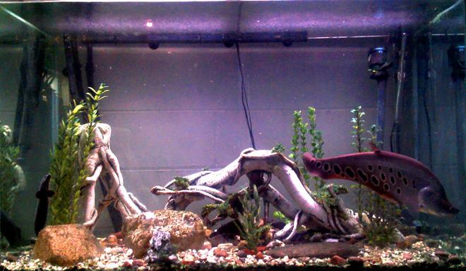 150 gallons freshwater fish tank (mostly fish and non-living decorations) - 150 gallon fresh with ~20" clown knife, 22" fire eel, 8" standard bichir and 10" pleco.