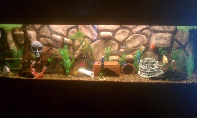 125 gallons freshwater fish tank (mostly fish and non-living decorations) - 125 gallon custom rock background
done by 3D Aquarascapes