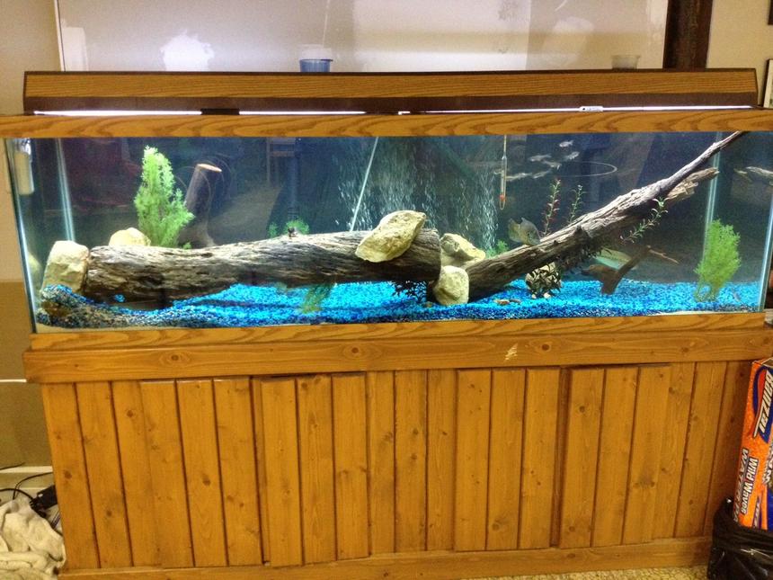 Rated #2248: 150 Gallons Freshwater Fish Tank - Picture of my main tank.