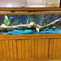 150 gallons freshwater fish tank (mostly fish and non-living decorations) - Picture of my main tank.