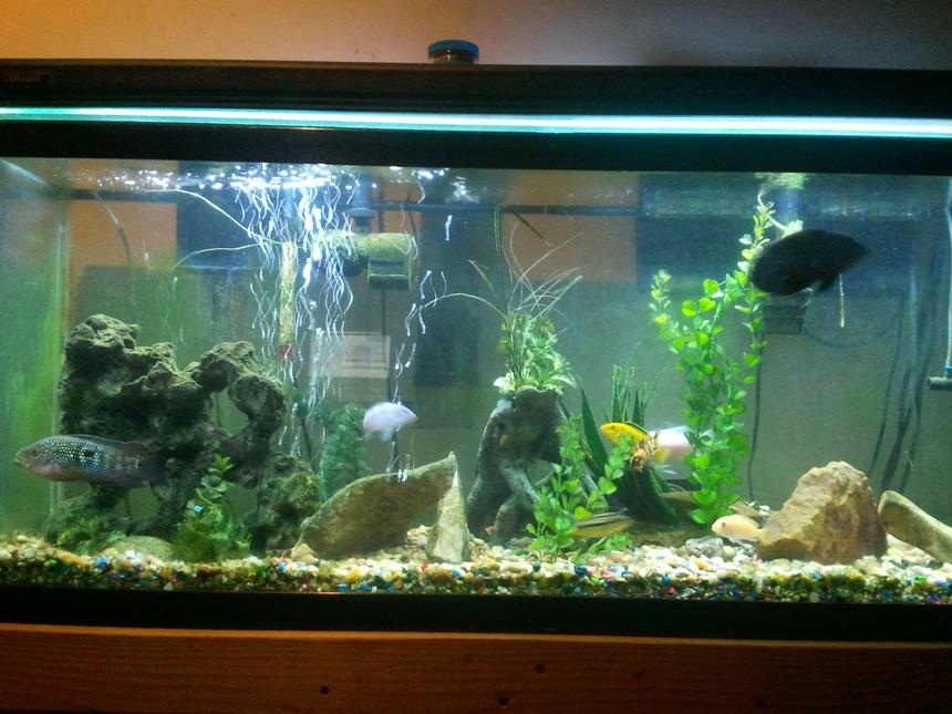 Rated #105: 55 Gallons Freshwater Fish Tank - Chiclids fish some real plants
others fake going for all real soon