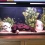 20 gallons freshwater fish tank (mostly fish and non-living decorations)