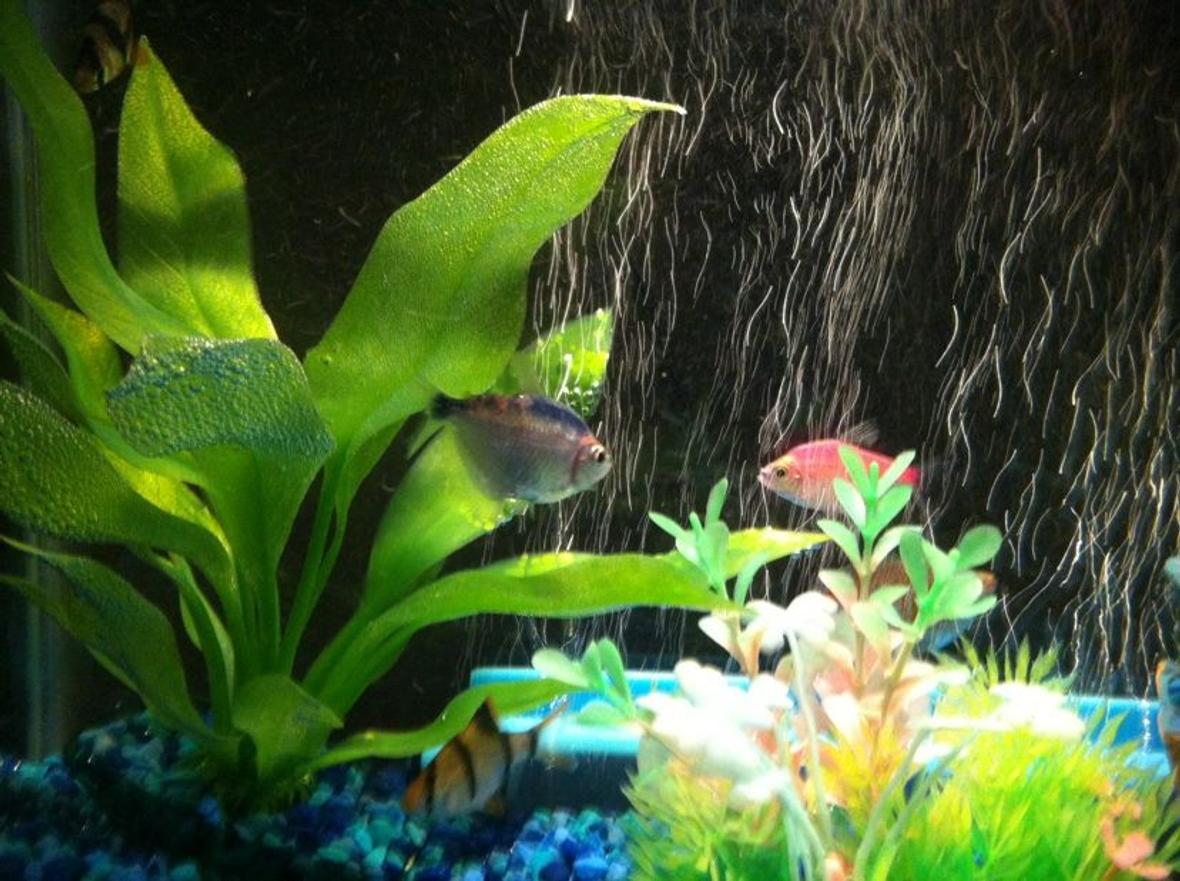 5 gallons freshwater fish tank (mostly fish and non-living decorations) - my new 5 gallon tank with my new fish and tiger barbs the others im not sure of their type but will find out
