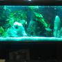 55 gallons freshwater fish tank (mostly fish and non-living decorations) - 4ft cichlid tank ,55 gallons