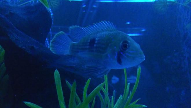 freshwater fish - aequidens rivulatus - green terror stocking in 55 gallons tank - Green terror