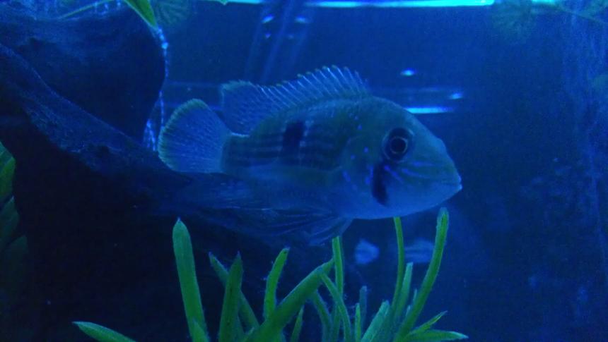 Rated #25: Freshwater Fish - Aequidens Rivulatus - Green Terror Stocking In 55 Gallons Tank - Green terror
