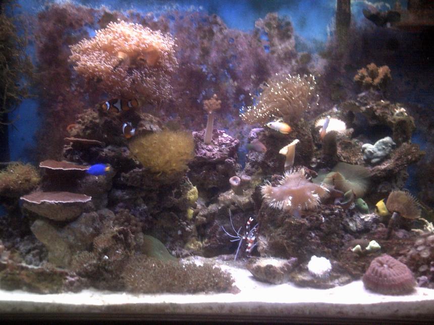 Rated #66: 70 Gallons Reef Tank - 70 gallon mixed reef tank