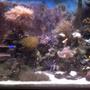 70 gallons reef tank (mostly live coral and fish) - 70 gallon mixed reef tank