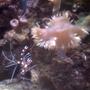 corals inverts - stenopus hispidus - banded coral shrimp stocking in 70 gallons tank - coral banded shrimp hanging out by my large flower anemone